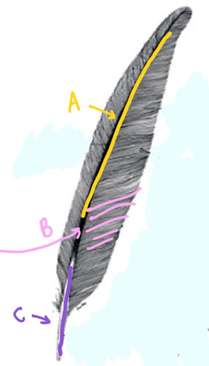 <p>Name the parts of the feather</p>