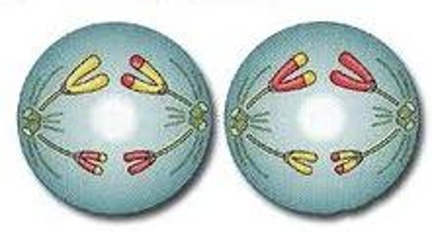 <p>Centromeres divides. chromatids move to the opposite poles of the cells.</p>