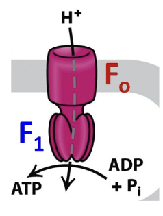<ul><li><p>ATP synthase: Composed of two multi-subunit components: Fo and F<sub>1</sub></p></li><li><p>Fo is an integral membrane component imbedded in the mitochondrial inner membrane</p></li><li><p>H+ move through the Fo component from the cytosolic/intermembrane space to the matrix side</p></li><li><p>The F<sub>1</sub> component projects into the mitochondrial matrix. It synthesizes ATP from ADP and P<sub>i</sub></p></li><li><p>Fo rotates and the F<sub>1</sub> is stationary</p></li></ul><p></p>