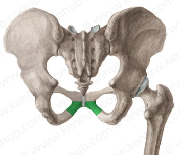 <p>bottom part of ramus</p>