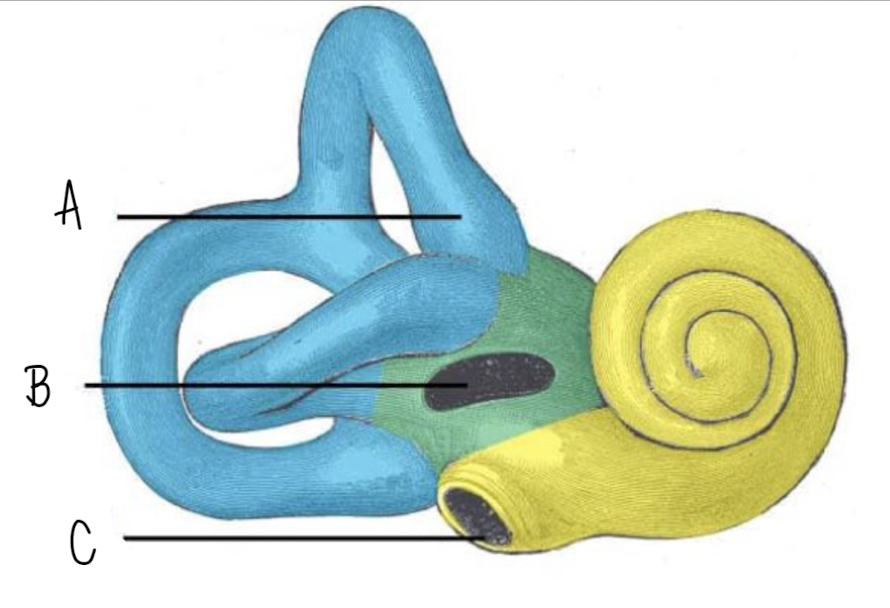 <p>Name the part of the inner ear in green</p>