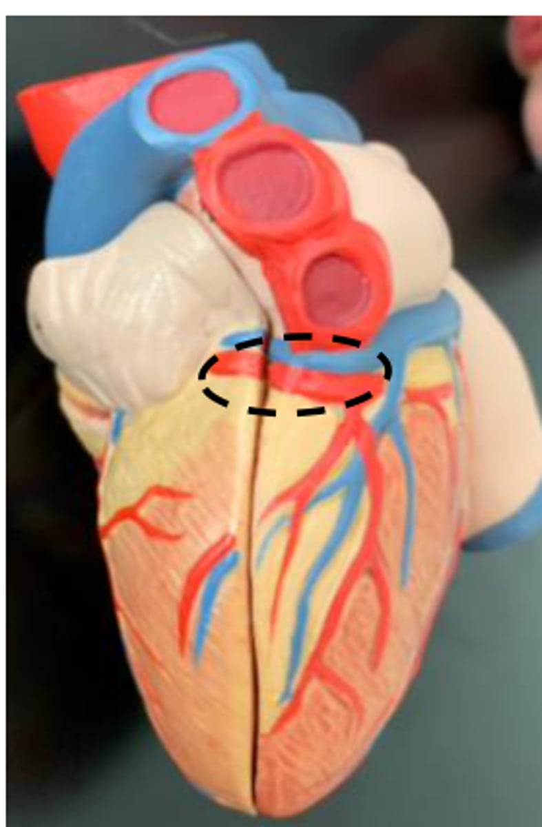 <p>runs with the great cardiac vein</p>