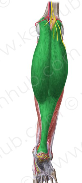 <p>origin(s): lateral head - lateral condyle of femur, medial head - medial condyle of femur</p><p>insertion(s): calcaneal tendon into calcaneus</p>