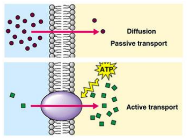 <p>Active transport uses protein channels that are embedded within the cell membrane</p>