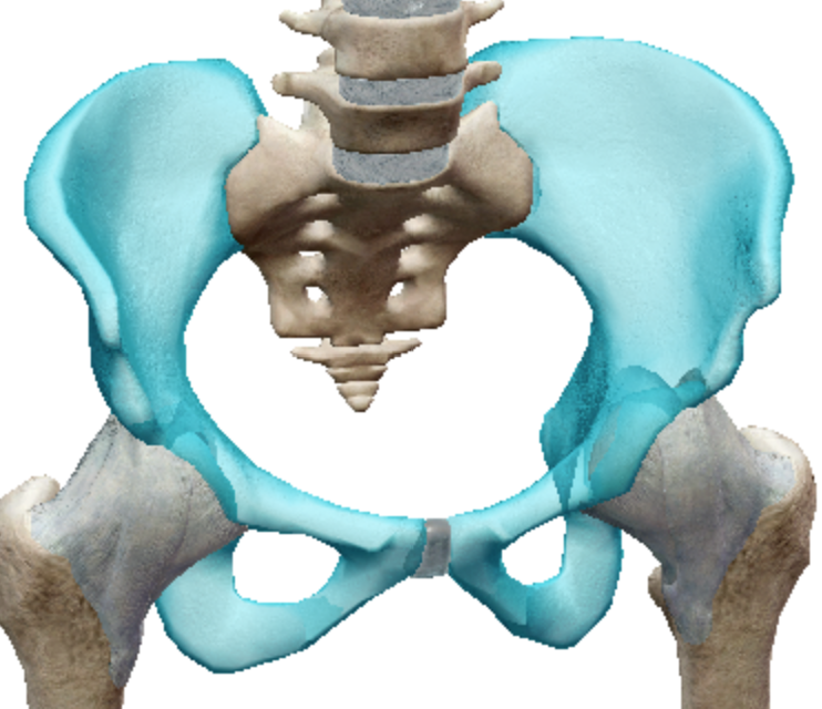 <p>Irregular bones</p>