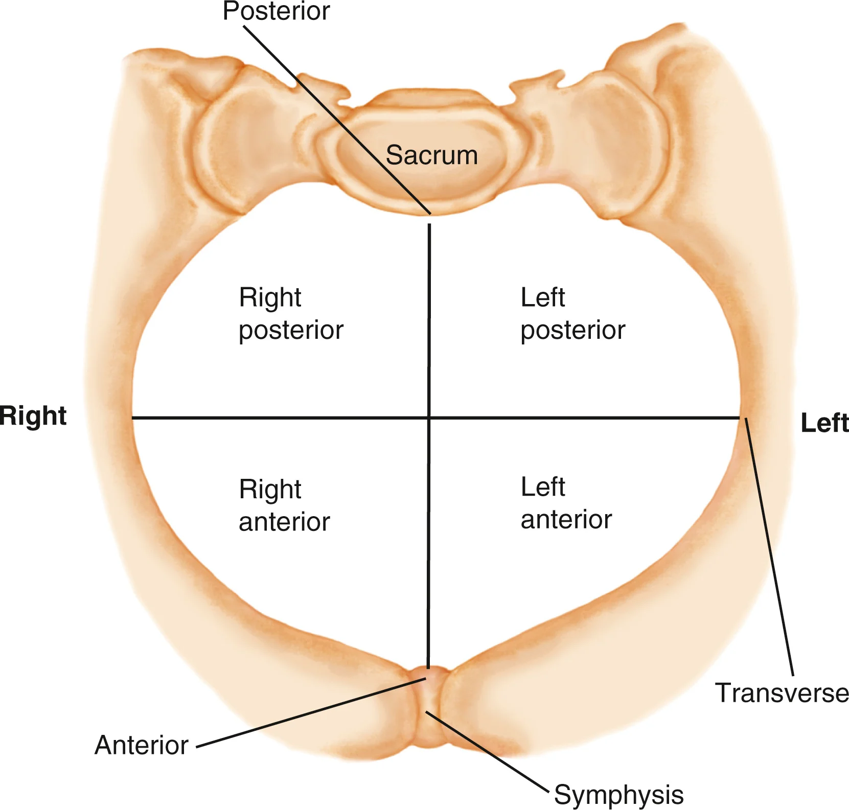 <p>right and left posterior and right and left anterior</p>