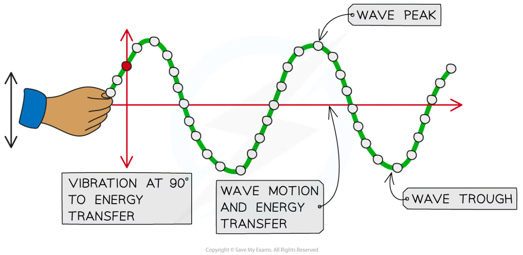 <p><strong>waves where the points along its length vibrate at 90 degrees to the direction of energy transfe</strong>r - energy transfer is perpendicular to wave motion</p><p>can move in solids and on the surfaces of liquids but not inside liquids or gases. some transverse waves (eg em waves) can move in solids, liquids & a vacuum</p><p>examples of transverse waves:</p><ul><li><p>ripples on surface of water</p></li><li><p>vibrations on a guitar string</p></li><li><p>s-waves (seismic waves)</p></li><li><p>electromagnetic waves (eg radio, lights, x-rays)</p></li></ul><p></p>