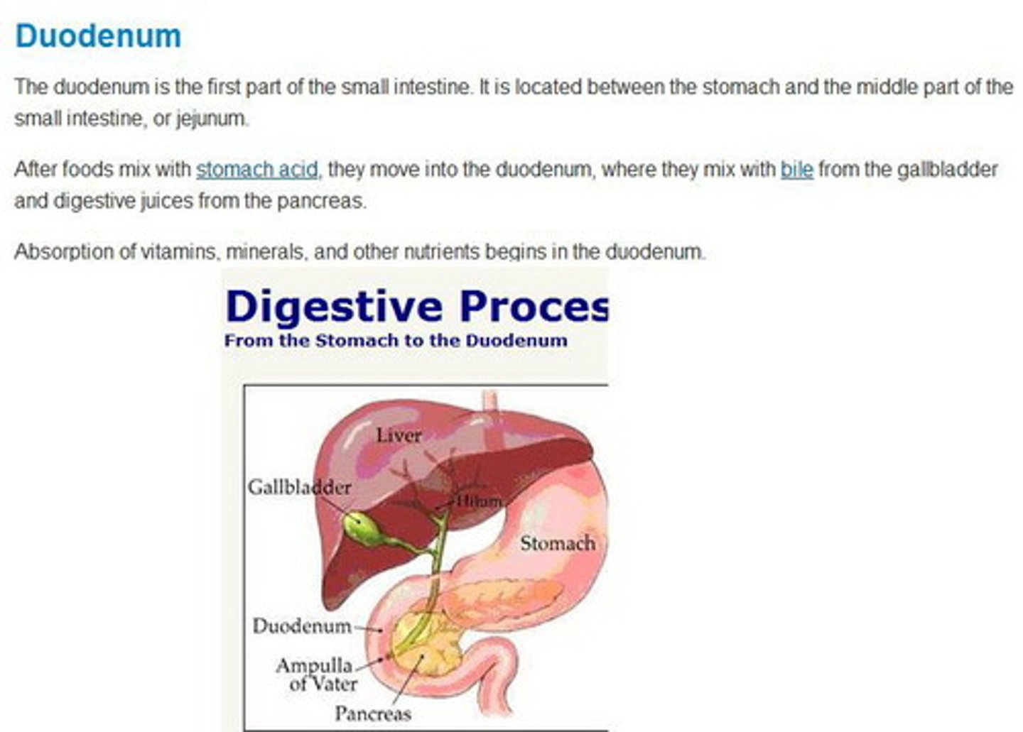 <p>duodenum</p>