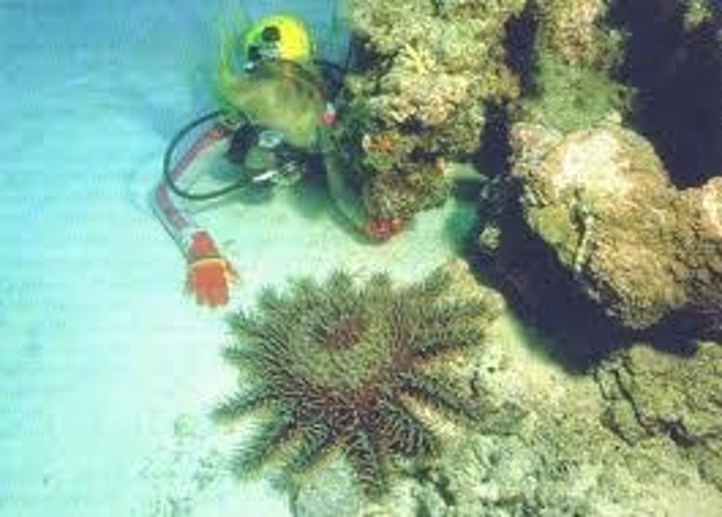 <p>It feeds on hard corals and can lead to devastated reef areas.</p>