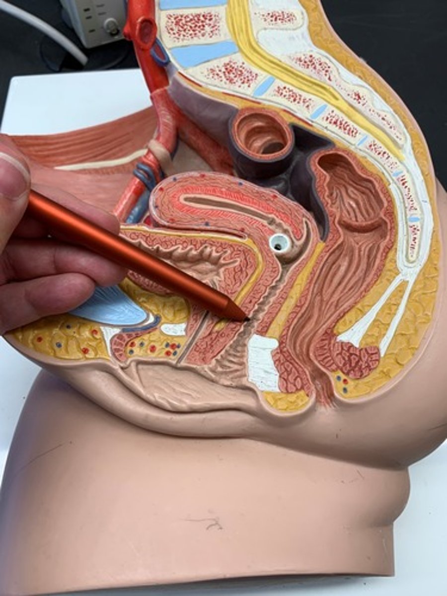 <p>A muscular, elastic passageway that extends from the uterus to the outside of the body</p>