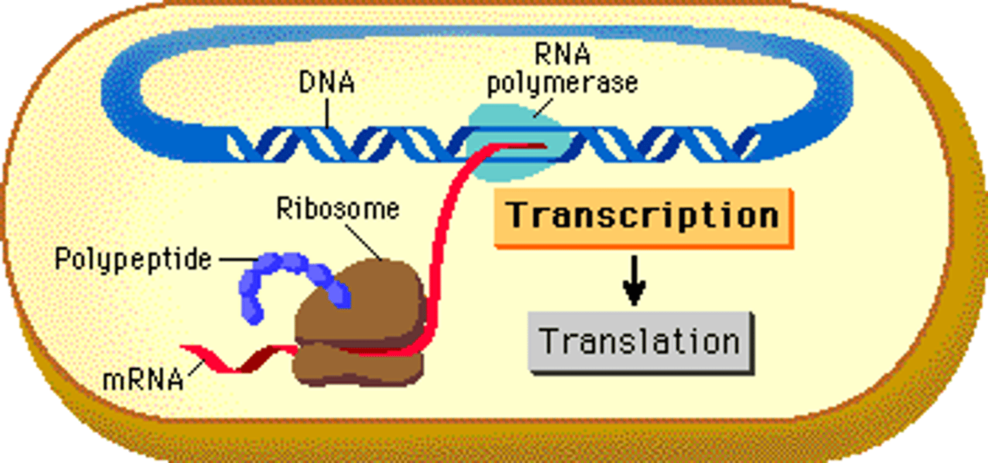 <p>The prokaryotic mRNA does not have the 5' cap and poly-A tail because transcription and translation both happen simultaneously in the cytosol; thus, the mRNA does not need to "travel."</p><p>For eukaryotic mRNA, on the other hand, it needs to exit the nucleus and travel to the ribosome, and the 5' cap and poly-A tail are added on as extra protection.</p>