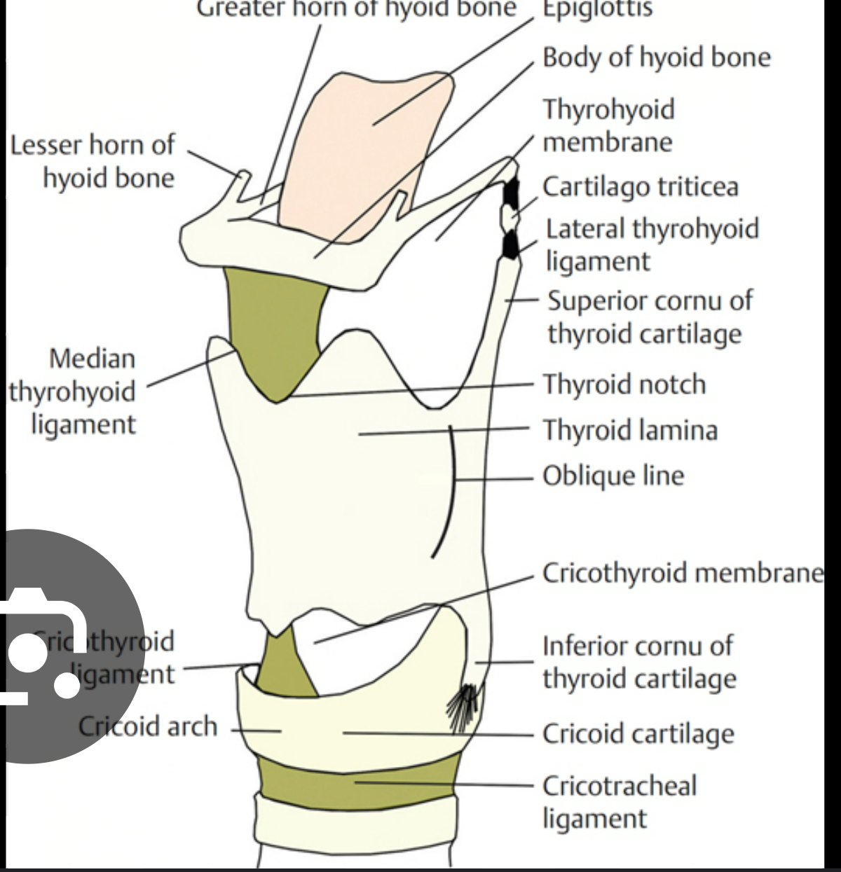 <ol><li><p>rostral cornu of thyroid cartilage: long, narrow projection going rostral from thyroid cartilage </p></li><li><p>thyroid lamina: flattened, shield shaped plate that forms thyroid cartilage (there’s 2 of these)</p></li><li><p>caudal cornu of thyroid cartilage: same as (1) but going caudal</p></li><li><p>cricoid arch: curved part at back of cricoid cartilage</p></li></ol><p></p>