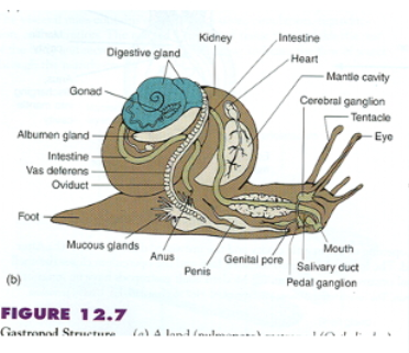 <p>Phylum Mollusca: Gastropoda (Digestive Tract)</p>