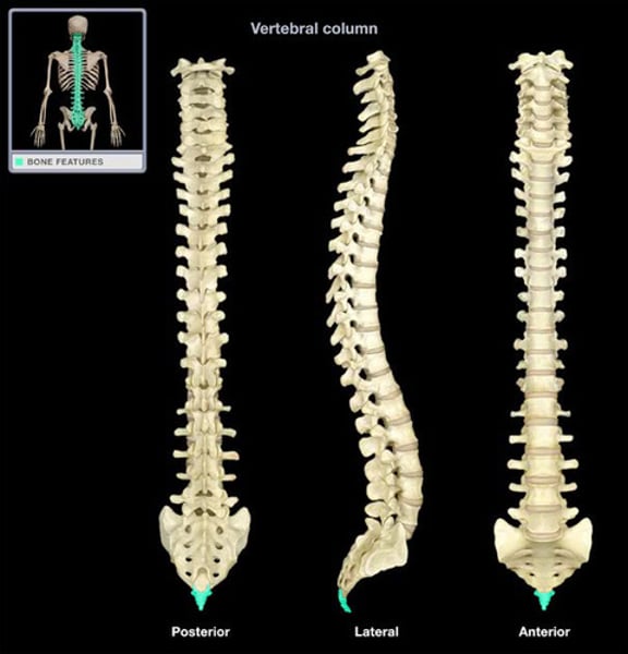 <p>four vertebrae fused together to form the tailbone</p>