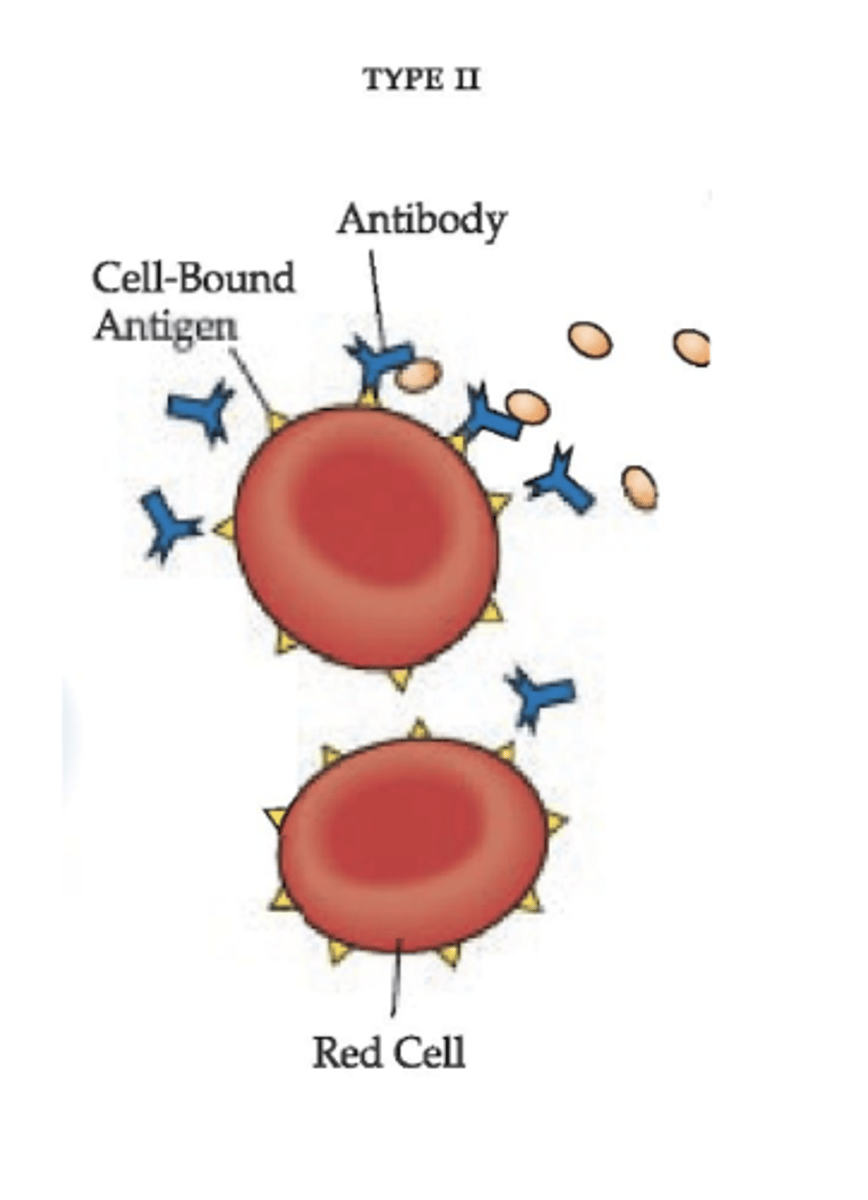<p>Complement-dependent involving IgG or IgM antibodies (round tan circles are complement, released by immune system to attack drug bc body senses something bad has come into the blood, but end up attack the RBC's)</p><p>(Mediator: Antibody)</p><p>Antigen-antibody complex is fixed to circulating RBCs resulting in lysis of cells</p>