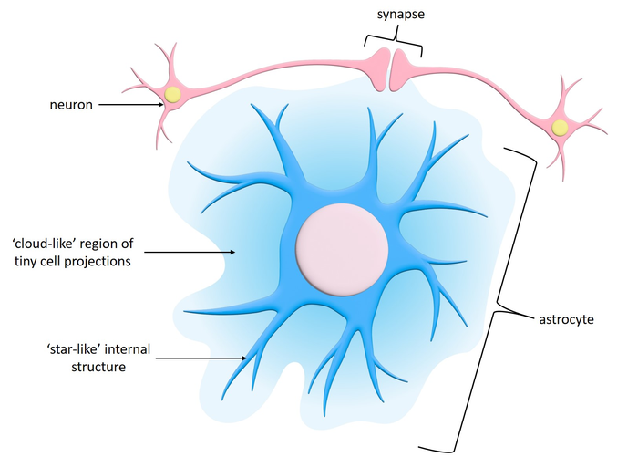 <p>-Fibrous astrocytes are prevalent among myelinated nerve fibers in the white matter of the central nervous system.</p><p>-protoplasmic astrocytes occur in the gray matter of the central nervous system.</p>