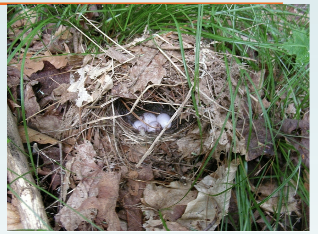<p>Woven plant stems, dead leaves, hair bark, roots, built on ground; eg. ovenbird. </p>