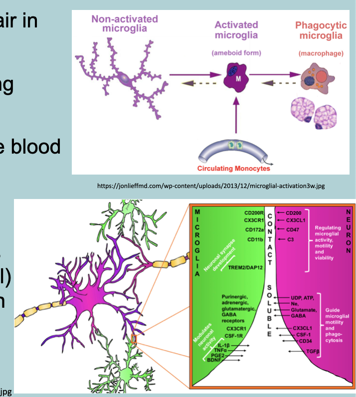 <ul><li><p>IMMUNE SYSTEM and REPAIR in the CNS</p></li><li><p>Clear dead cells (including apoptotic neurons)&nbsp;</p></li><li><p>Activated by injury and toxins&nbsp;</p></li><li><p>Similar functions as WHITE blood cell (monocytes) and macrophages&nbsp;</p></li></ul><p></p>