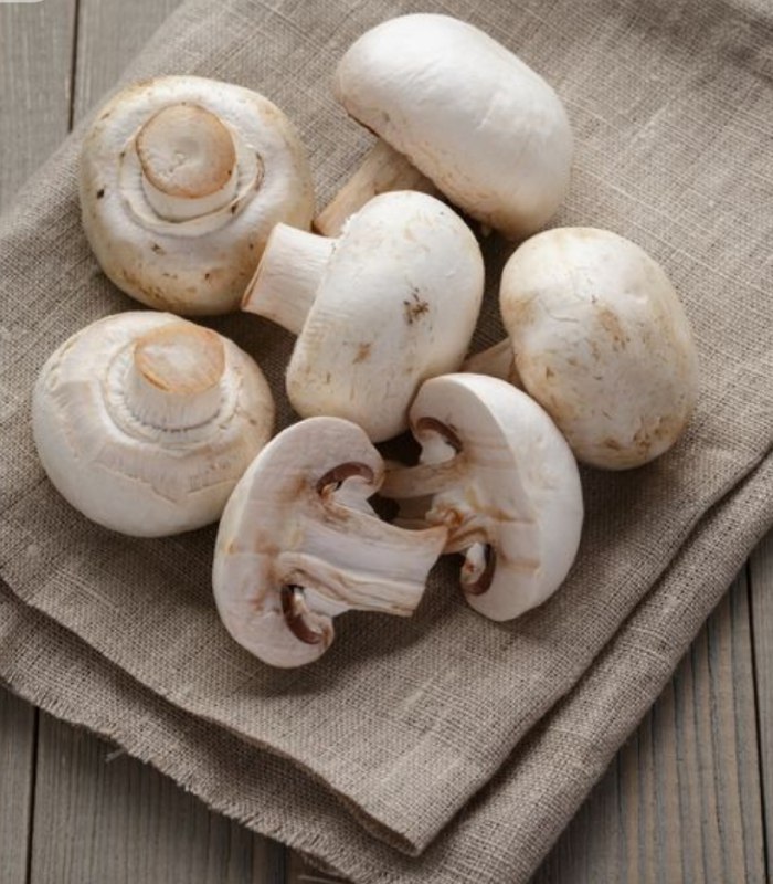 <p>mushrooms</p>
