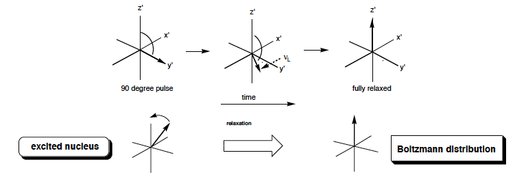 The magnetisation begins to revert back to its eqm state, the excited nuclear spins lose energy and drop to the GS