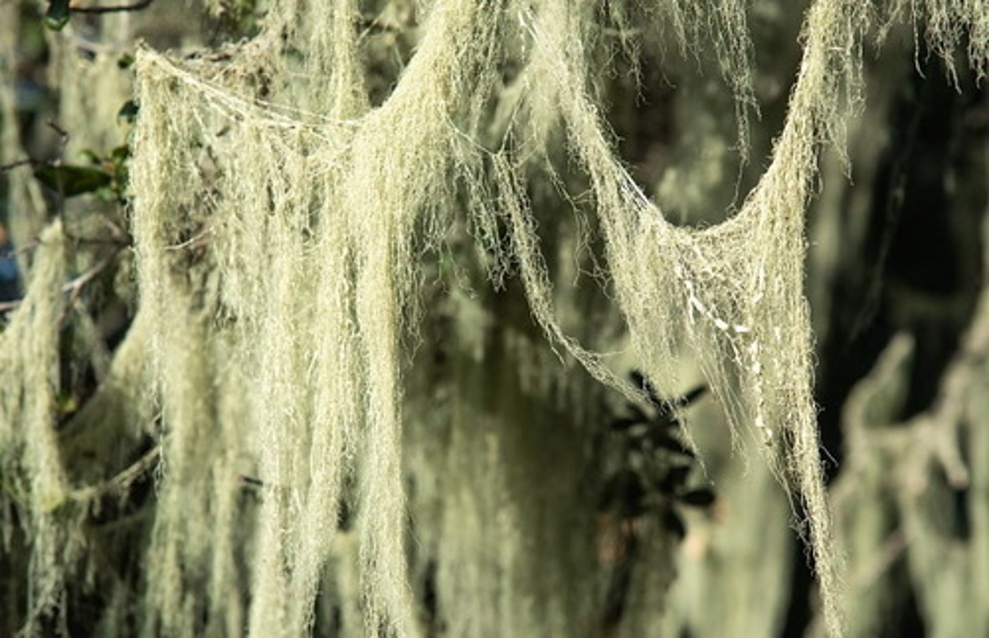 <p>Traits: Stunted oaks due to poor soils or wind; supports unique epiphytes like lace lichen.</p><p>Plant Adaptations: Miniaturization, epiphytism (lichens), wind pruning.</p>