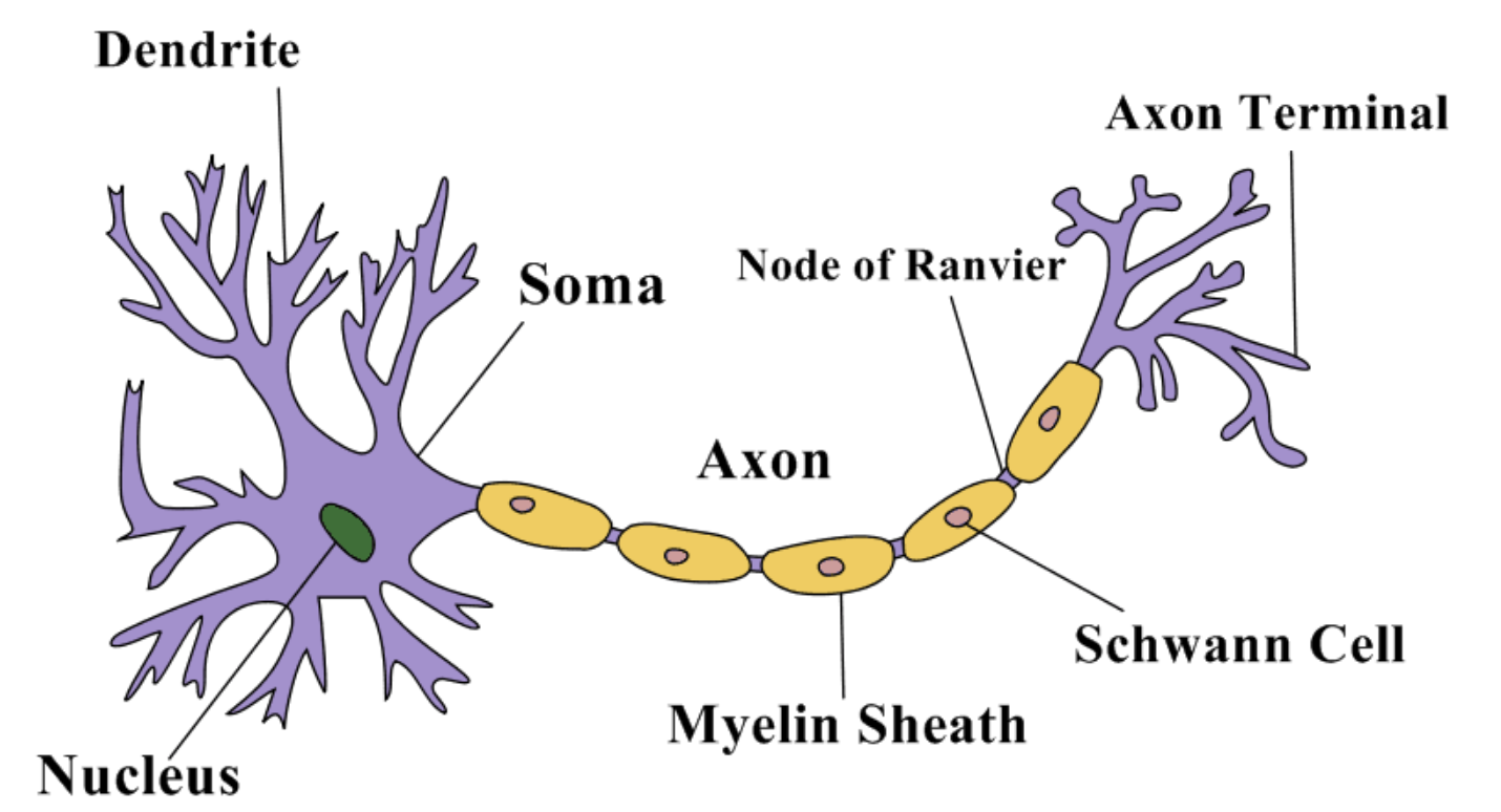 <ol><li><p>soma</p></li><li><p>dendrites</p></li><li><p>axon hillock</p></li><li><p>axon</p></li><li><p>axon terminals</p></li></ol>