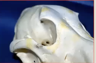 <p>Eye socket has incomplete bony rim</p>