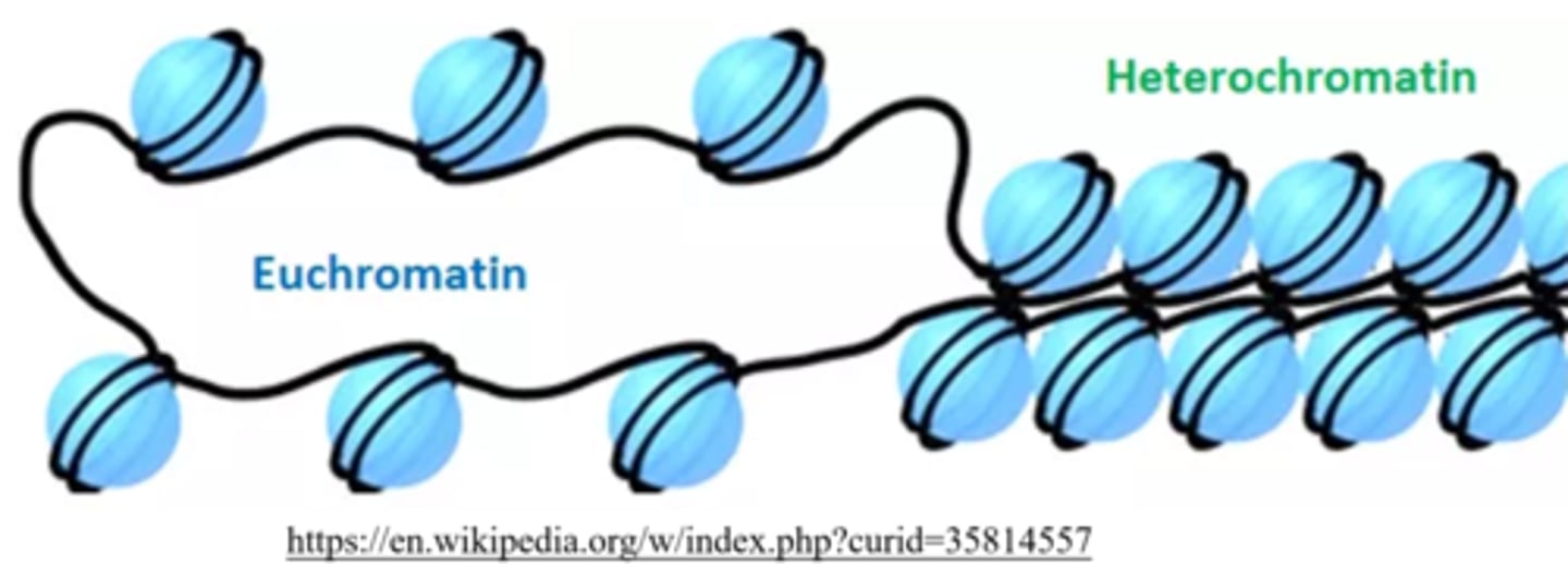 <p>heterochromatin</p>