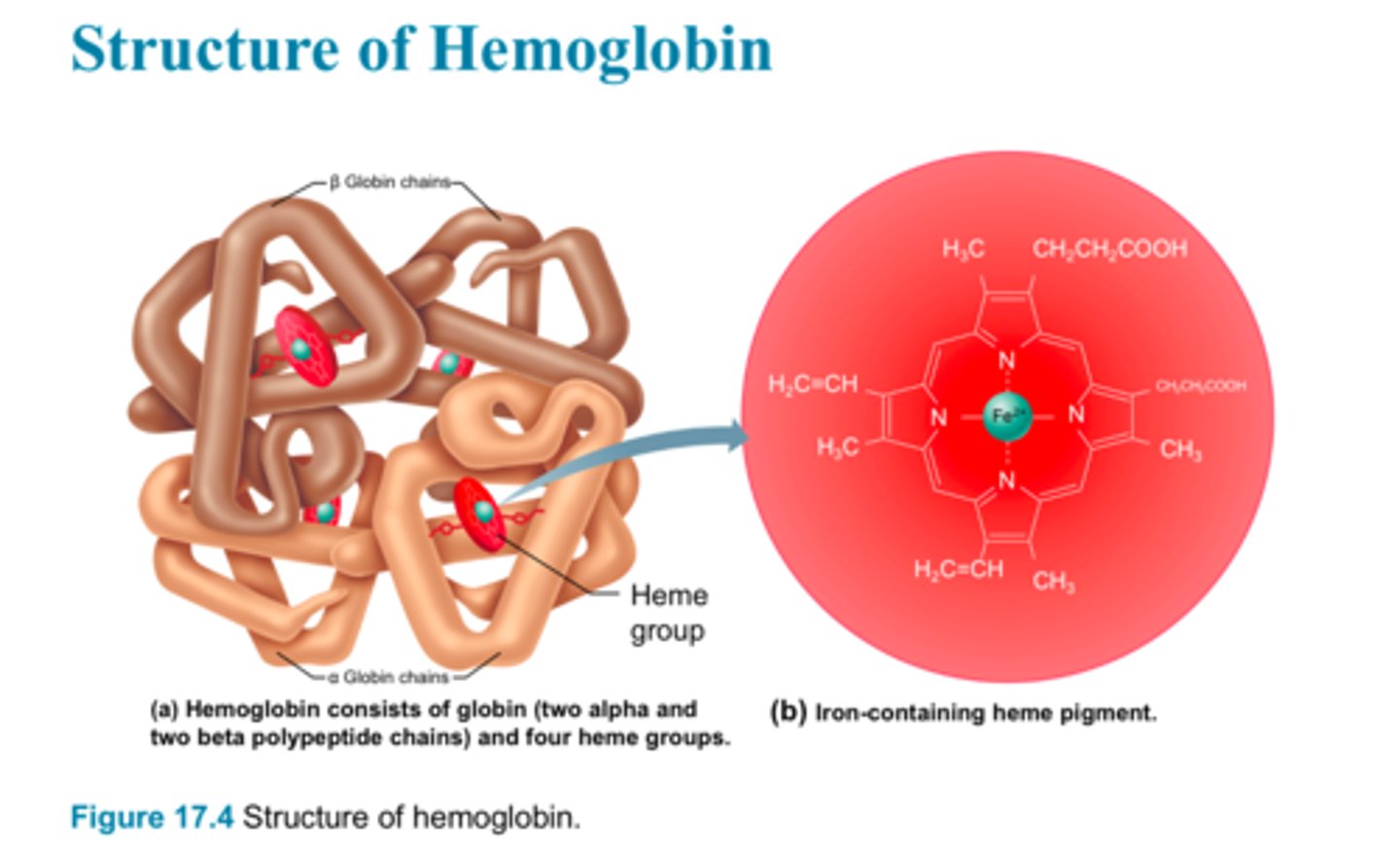 <p>Hemoglobin binds reversibly with oxygen</p><p>Every hemoglobin molecule can bind a maximum of four O2 molecules</p>