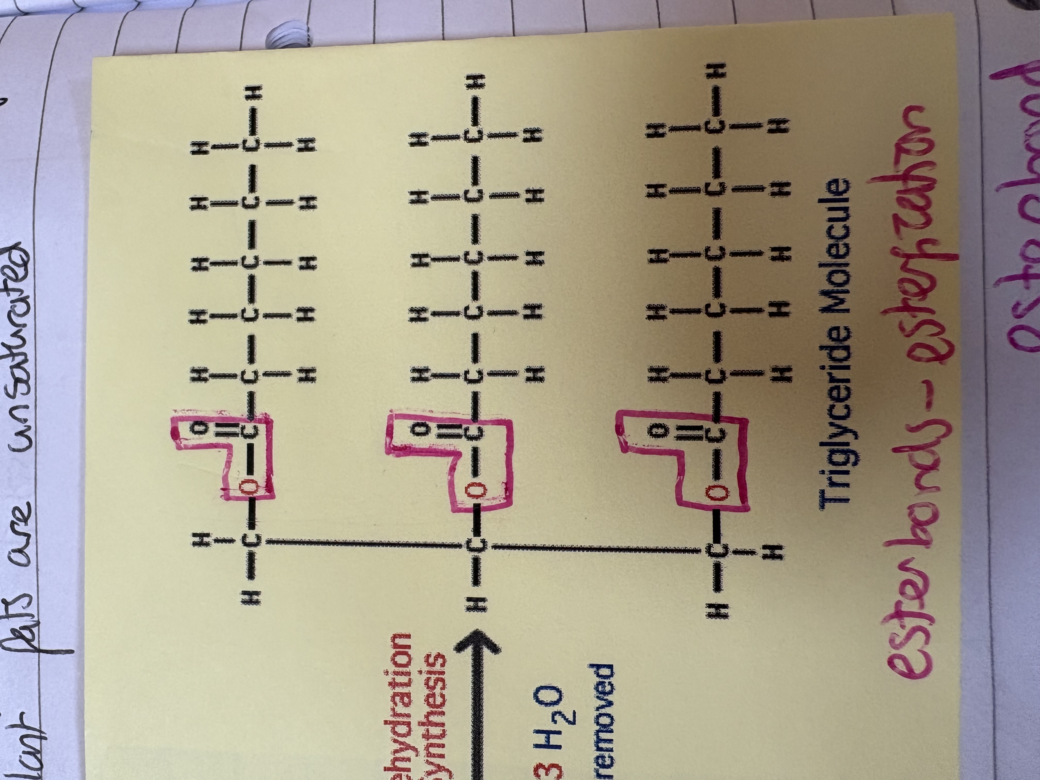 <p>When glycerol and fatty acids bonded, the bond between the 2 hydroxyl groups. A water molecule is made form this and the left over oxygen atom bonds the two molecules together.</p>