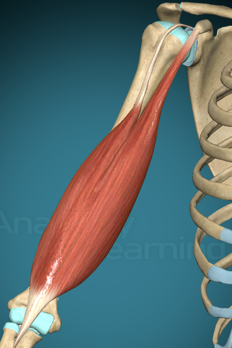 <p>Biceps Brachii Main Action </p>