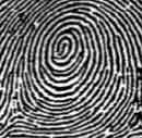 <p>What type of fingerprint is this?</p>