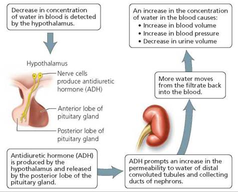 <p>ADH & Aldosterone </p>