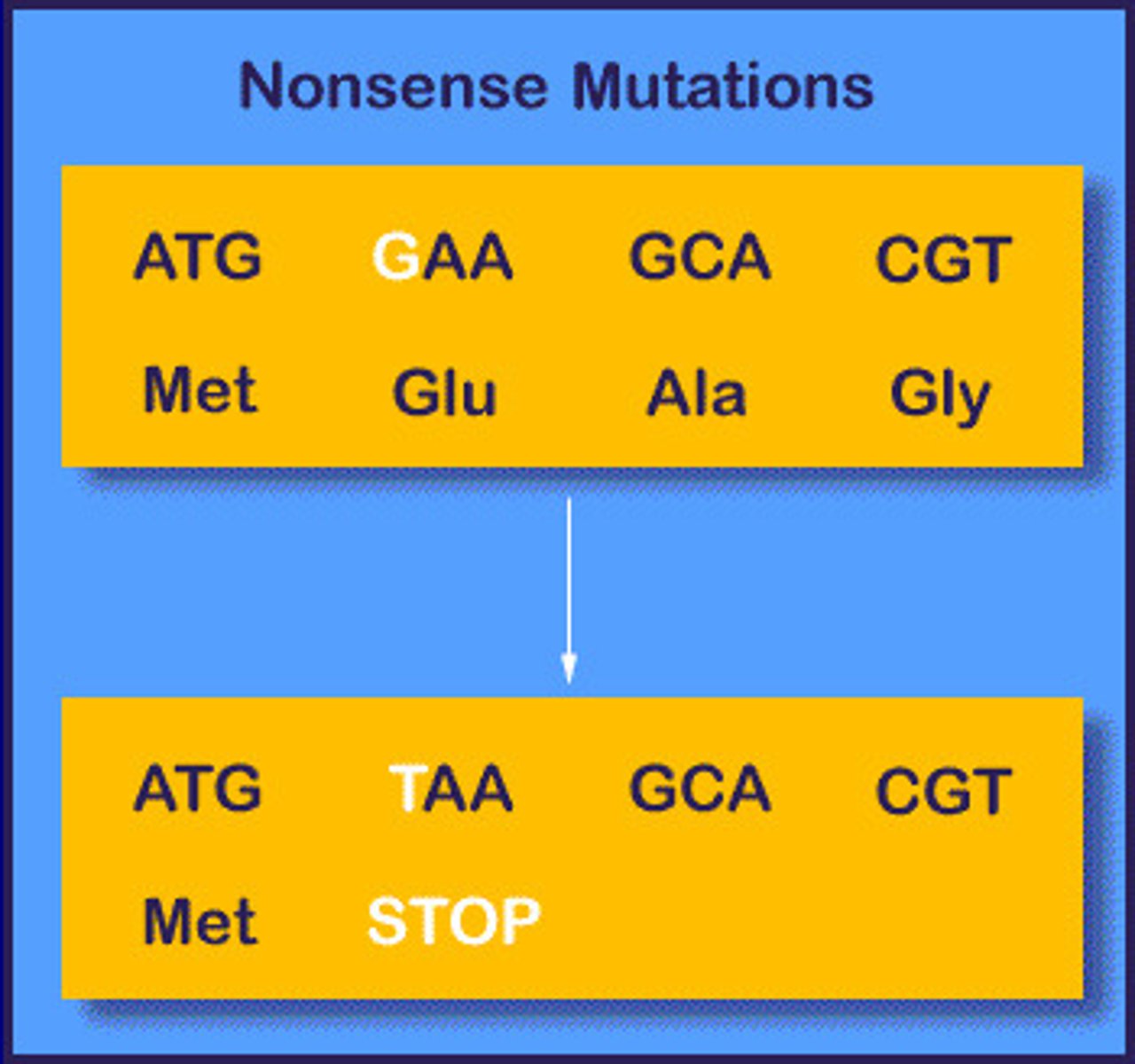 <p>A mutation that changes an amino acid codon to one of the three stop codons, resulting in a shorter and usually nonfunctional protein.</p>