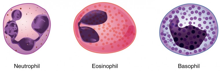 <p>A type of WBC that plays a key role in inflammation, allergic reaction, pus, and destruct bacteria and parasites. </p>
