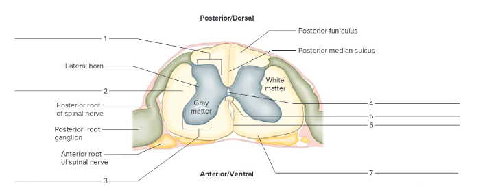 <p>Label the following: Cross section of the spinal cord</p>
