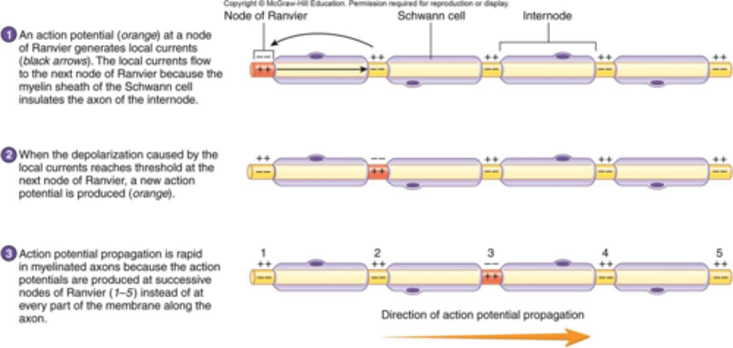 <p>The jumping of action potentials along myelinated axons, allowing faster conduction.</p>
