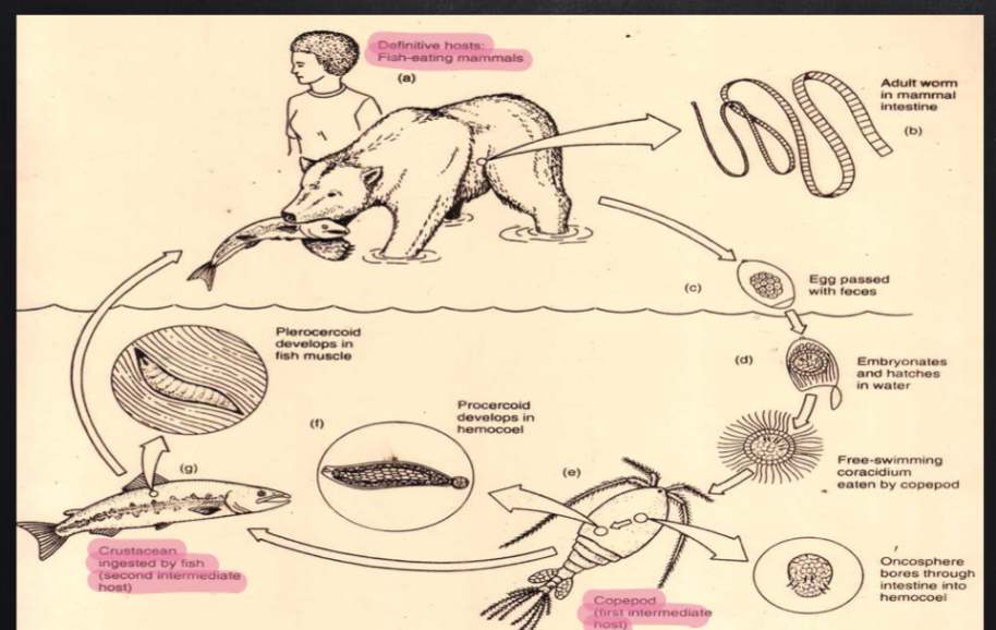 <p>Life cycle</p>