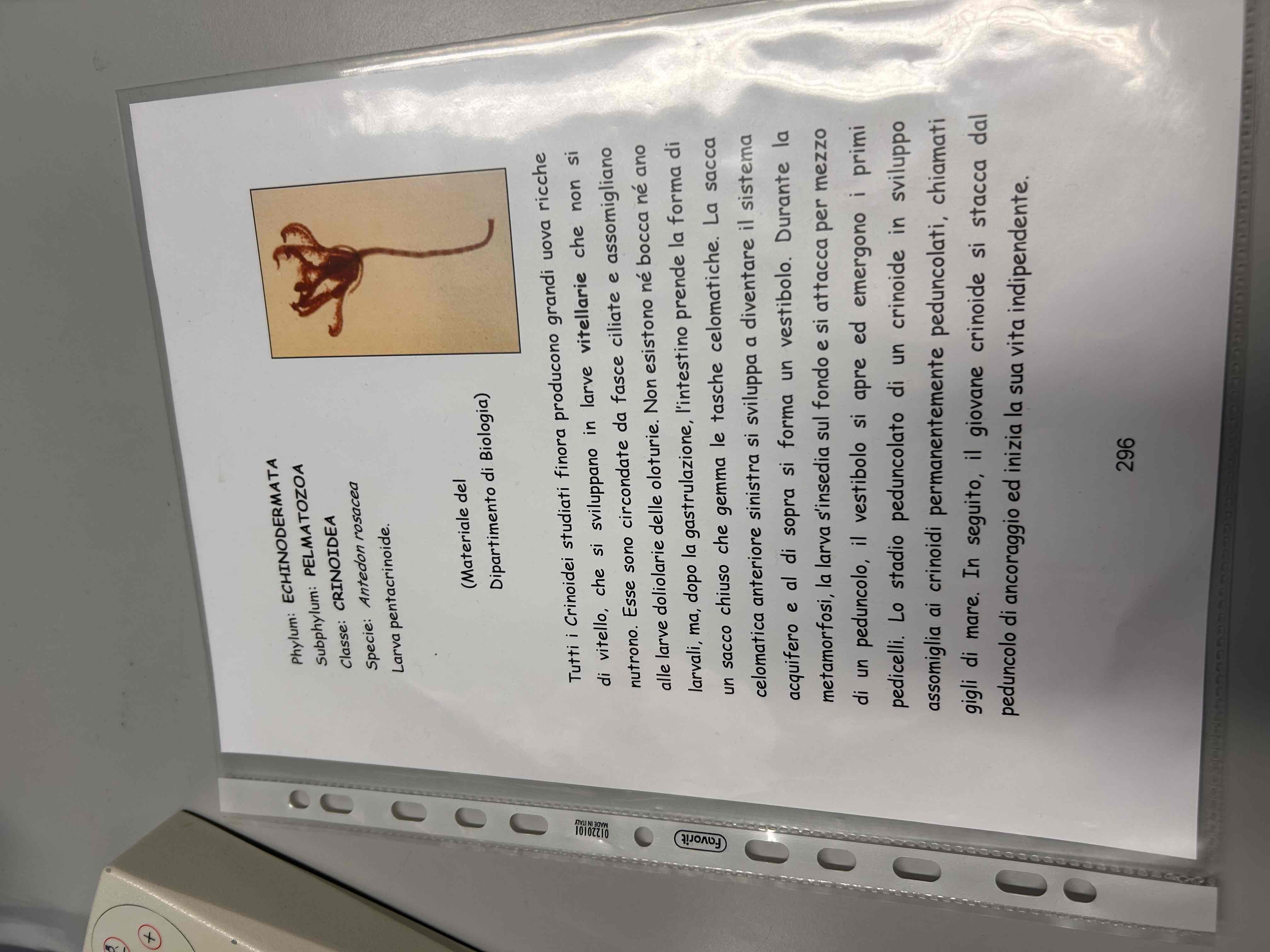 <p>Echinodermata</p><p>Crinoidi</p><p>Antedon rosacea (larva pentacrinoide)</p>