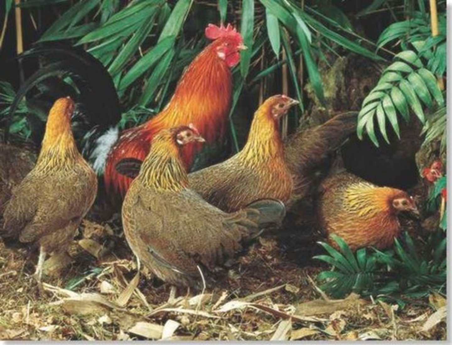 <p>Domestic hen species, domesticated since 2000 B.C.</p>