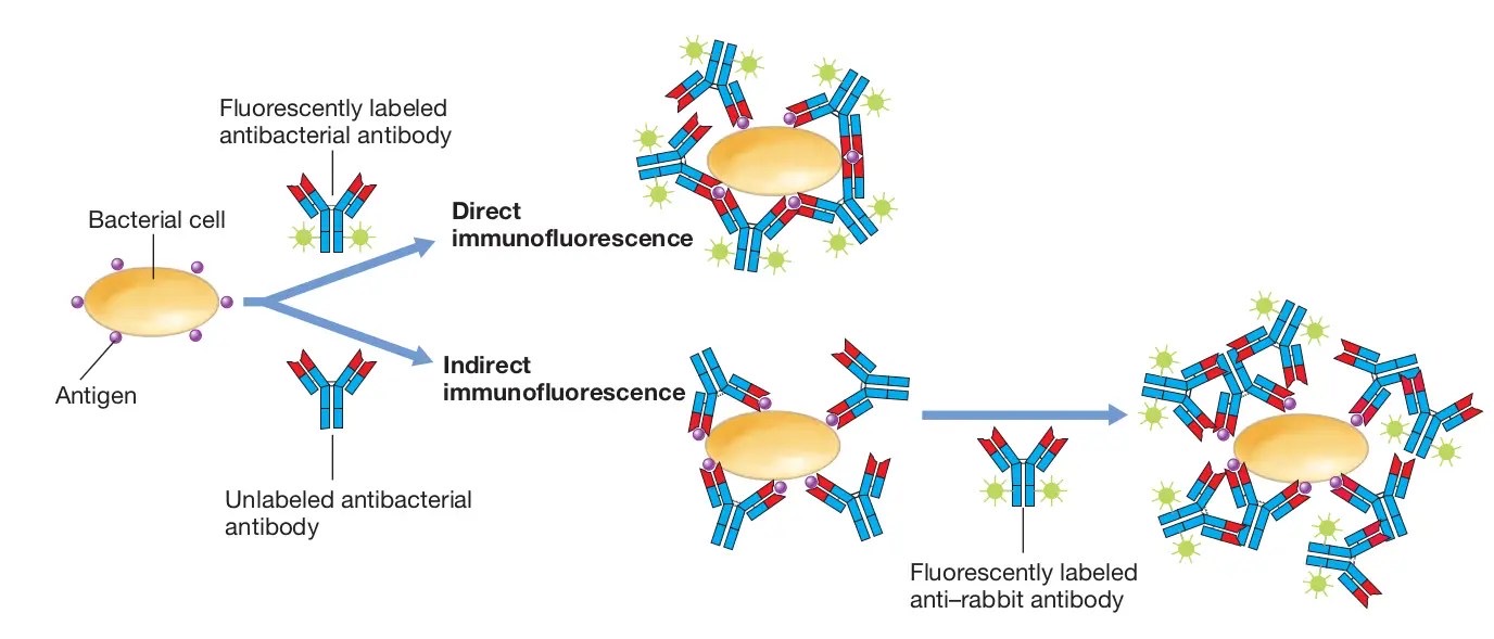 <p><span>detects specific antibodies in a patient's serum by using a fluorescently labeled <strong><u>secondary antibody to visualize the binding of the primary antibodies</u></strong> (from the patient's sample) to a known antigen</span></p><p><span>Use of a conjugate</span></p>