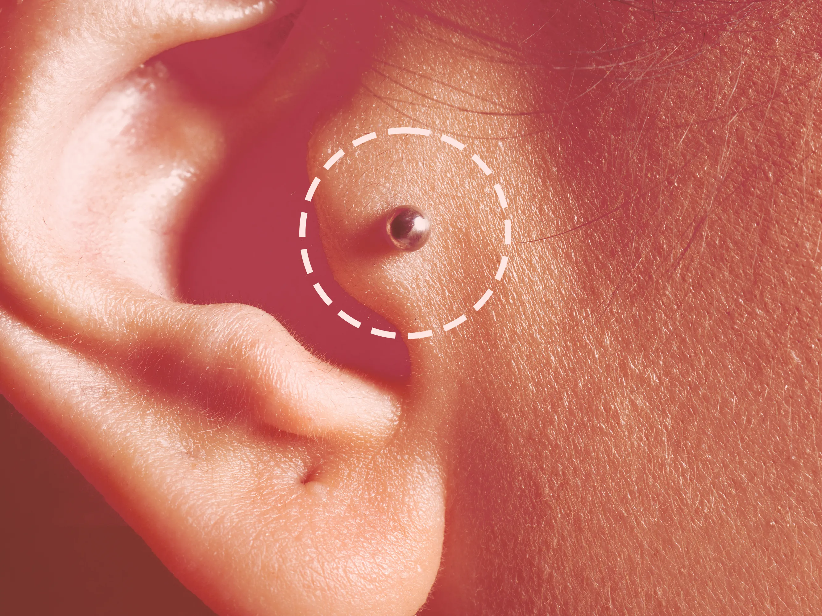 <p>Small cartilaginous projection located on external ear </p>