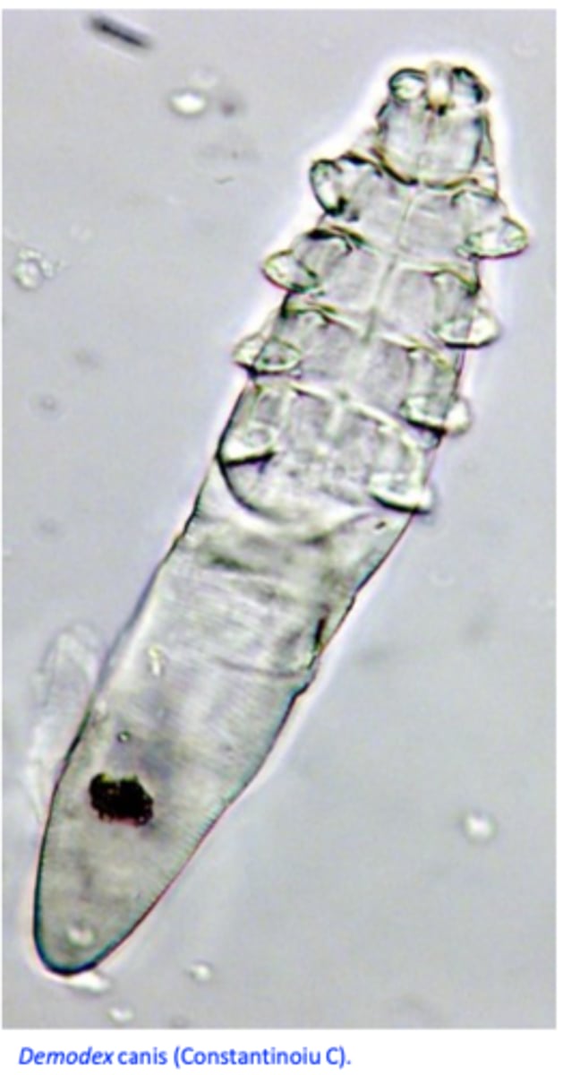 <p>I. Clinical signs &amp; history</p><p>II. Microscopic examinations of the skin scrapings</p><p>• Deep scrapings until capillary</p><p>bleeding;</p><p>Finding more than one mite  clinical demodicosis;</p><p>For each scraping record the area, the number of mites, the ratio between live and dead adults and the ratio between immature and mature mites =&gt; the data are used to monitor the efficacy of the therapy;</p><p>IV. Trichography</p><p>V. Exudative sampling:</p><p>VI. Acetate tape preparations:</p><p>VII. Oticswabs</p><p>VIII. Skin bioposies</p>