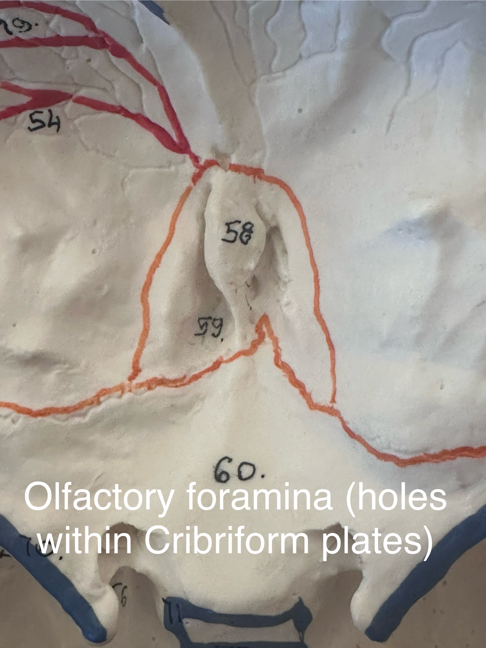 <p>Olfactory Foramina (holes within Cribriform plates)</p>