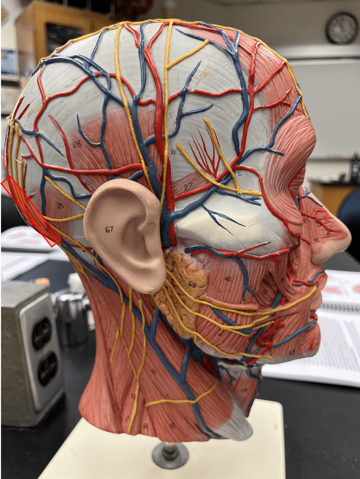 <p>• An artery of the head and neck.</p>
<p>• Originates from the external carotid artery.</p>
<p>• Supplies the posterior scalp.</p>