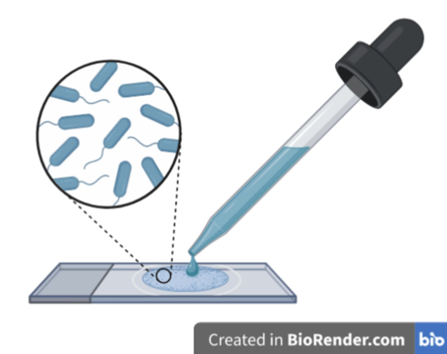<p>As a <strong>simple stain</strong>, not in Gram staining.</p>