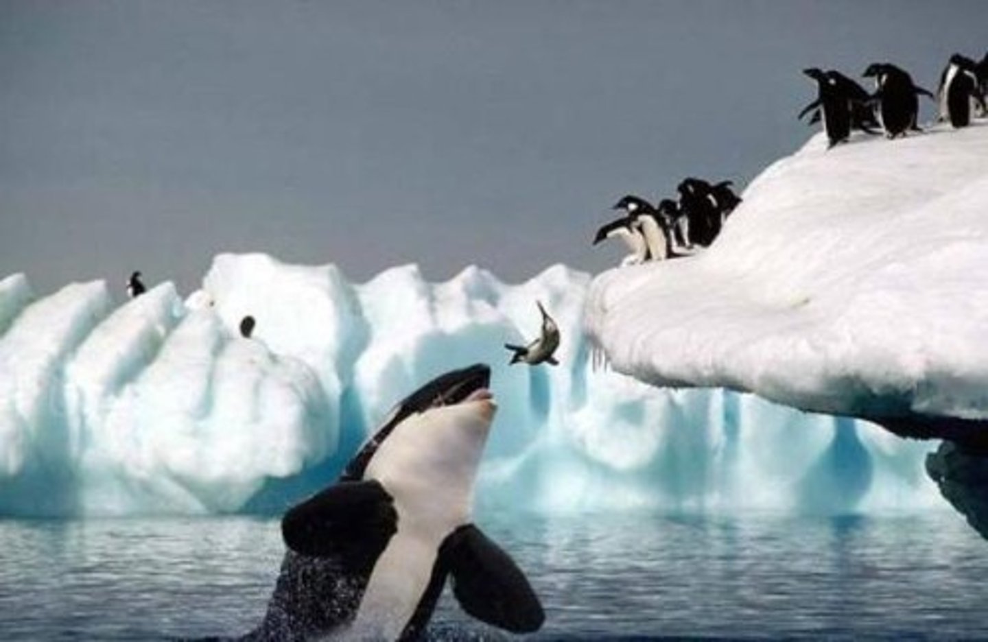 <p>A carnivore that eats secondary consumers</p>
