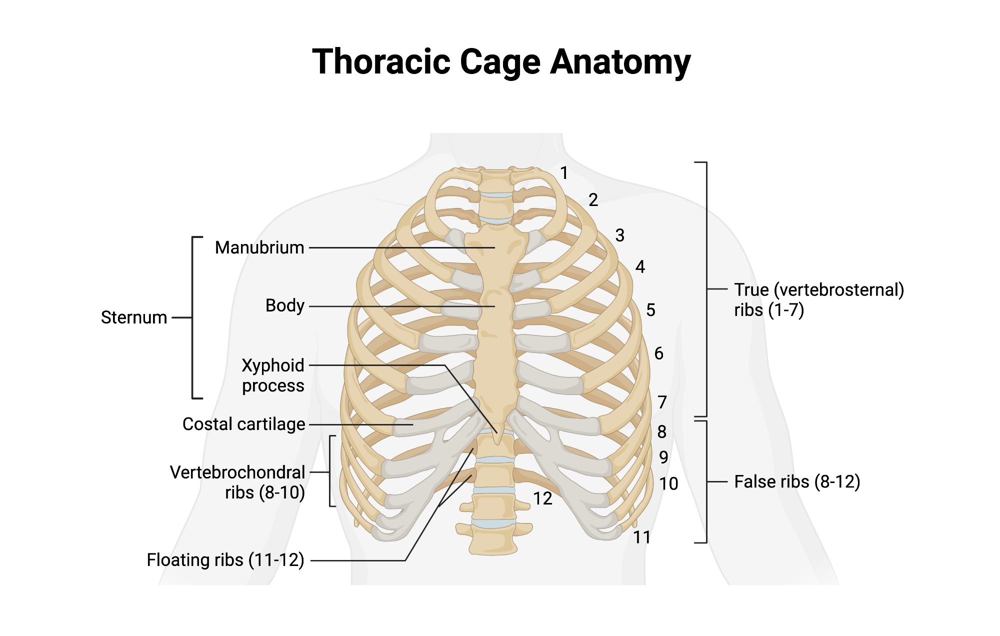 <p>Vertebrochondral ribs 8–10; cartilage joins cartilage of rib 7 before reaching sternum. Ribs 11 and 12 are considered floating ribs as they do not attach to the sternum at all. </p>