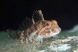 * tide pools & intertidal habitats
* lie motionless on bottom
* lack swim bladder
* solitary, eggs guarded by males