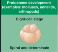 <ul><li><p>develop by spiral cleavage</p></li></ul><p>→ smaller cells lie in grooves between bigger cells</p><ul><li><p>determinate cleavage meaning that the embryonic cells are destined to become a specific tissue type</p></li></ul><p></p>